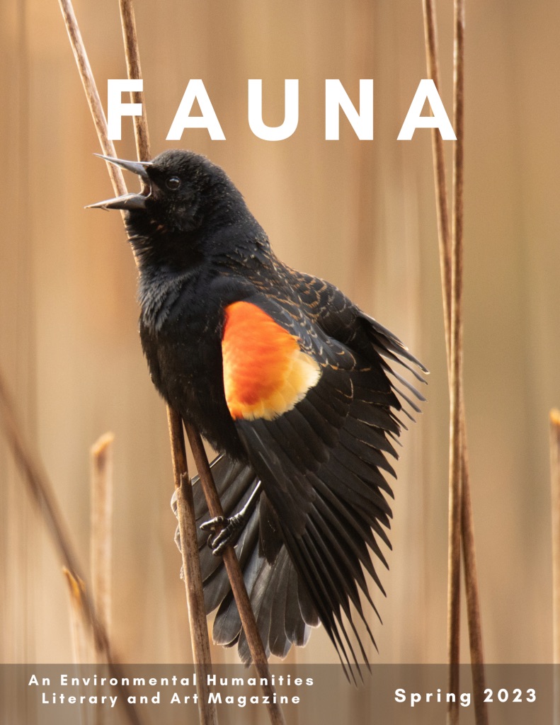 A black bird with orange and yellow accents perched among reeds, with "FAUNA" bolded at the top for a magazine cover.
